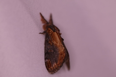 Notodonta scitipennis