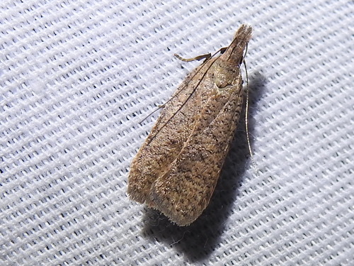 Georgia Dichomeris Moth photo 4