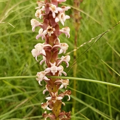 Satyrium nepalense