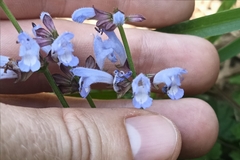 Salvia japonica