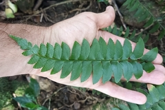 Polystichum balansae