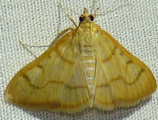 Neohelvibotys