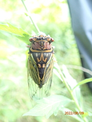 Auritibicen japonicus