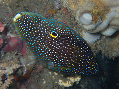 Calloplesiops altivelis