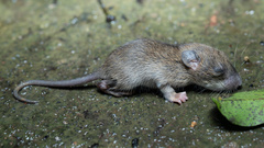 Rattus tanezumi