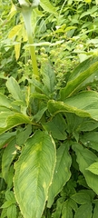 Arisaema tortuosum