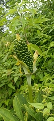 Arisaema tortuosum