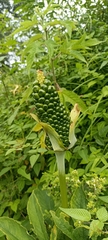 Arisaema tortuosum