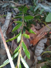 Gompholobium polymorphum