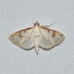 Palpita illibalis