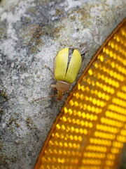 Cistelomorpha nigripilis