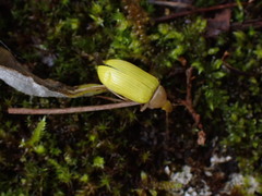 Cistelomorpha nigripilis