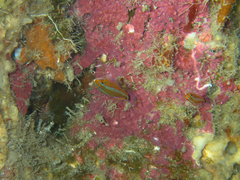 Trimma caudomaculatum