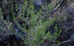 Cliffortia atrata