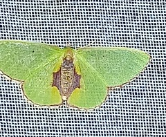 Synchlora astraeoides