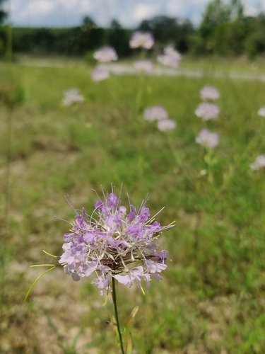 Image of Warea cuneifolia by (c) Scott Allen Davis, some rights reserved (CC BY)