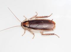 Methana athertonensis