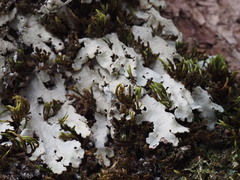 Ricasolia amplissima