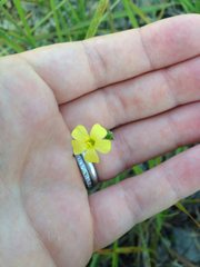 Linum medium texanum
