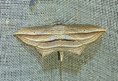 Arcobara multilineata