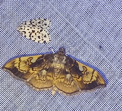 Pantographa acoetesalis