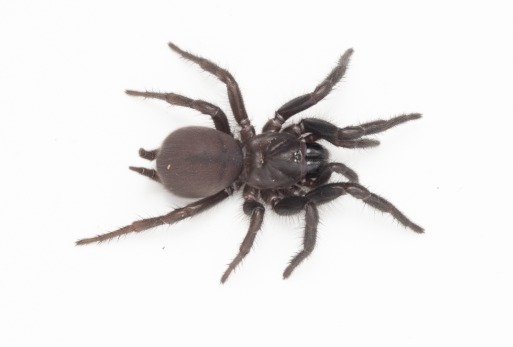 Cethegus robustus