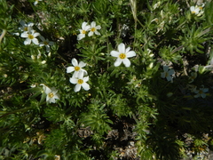 Leptosiphon nuttallii