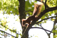 Sciurus vulgaris