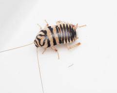 Melanozosteria triangulata