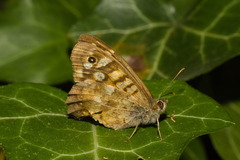 Pararge aegeria