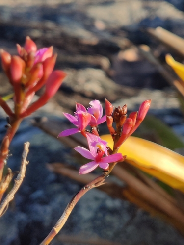 Image of Epidendrum secundum by (c) Riccardo Rocca, some rights reserved (CC BY)