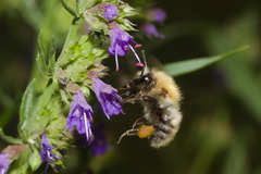 Bombus