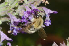 Bombus