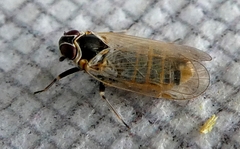 Hyalesthes