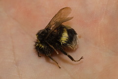 Bombus
