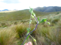 Arenaria poeppigiana