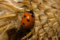 Coccinella septempunctata