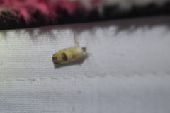 Ponometia erastrioides