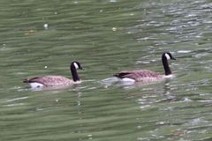 Branta canadensis