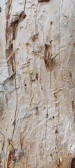 Thanasimus formicarius