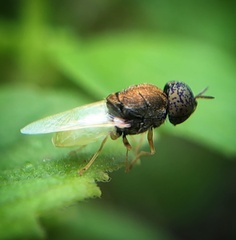 Oplodontha rubrithorax