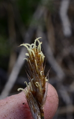 Thamnochortus fruticosus