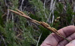 Thamnochortus fruticosus