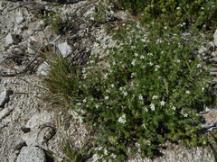 Leptosiphon nuttallii