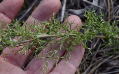 Thamnochortus fruticosus