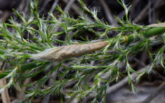 Thamnochortus fruticosus