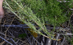 Thamnochortus fruticosus