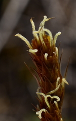 Thamnochortus fruticosus