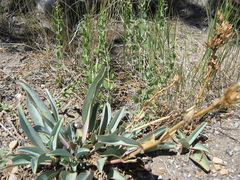 Penstemon pachyphyllus
