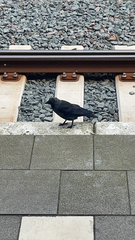 Corvus monedula